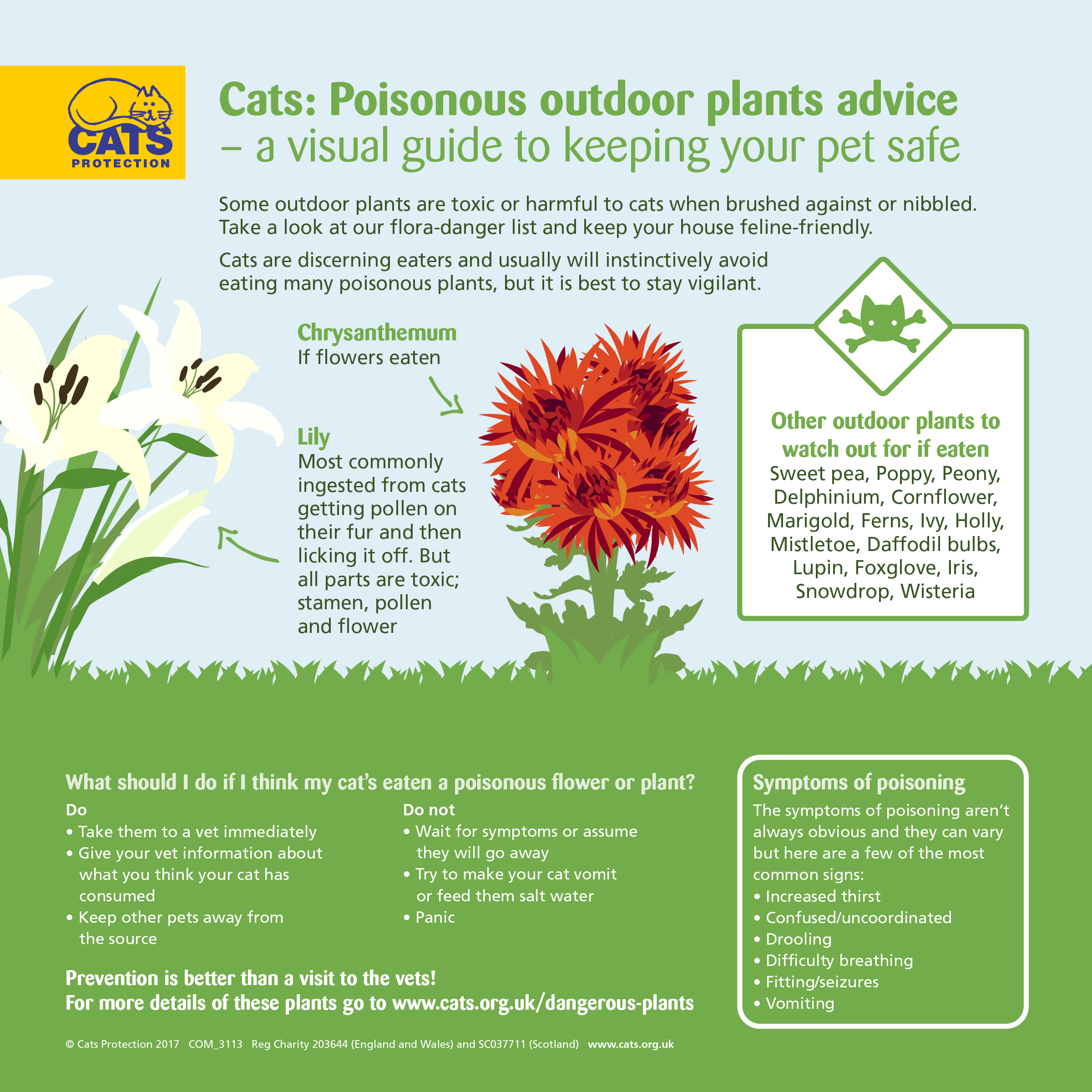 Dangerous Plants for Cats Help & Advice Cats Protection